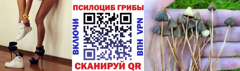 цены   Берёзовский  Галлюциногенные грибы мицелий 
